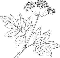 Obraz premium Lovage Hand-drawn Sketch Drawing Vector Illustration, Line Linear Symbol Black and White Engraving, Isolated