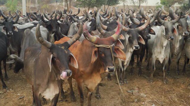 Kankrej cattle, also known as Guzerat, close-up showing big horns in Northern India, zebuine breed
