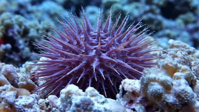 Close up view of crown of thorns starfish underwater on coral reefs in tropical ocean marine ecosystem