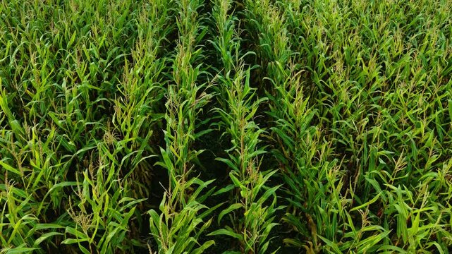 Corn growing in field rising through rich dark soil. Maize plants covering farmland creating thick green layer. Corn vegetation spreading outward forming dense vibrant growth
