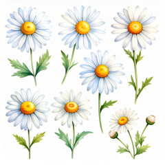 Fototapeta premium Watercolor Daisy Botanical Set,White Petals, Yellow Center, Green Stems