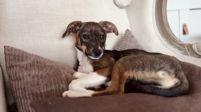 Adorable Brindle Puppy Suddenly Alert and Awake on Cozy Sofa Reacting to Sound &mdash; Sweet Expressive Pet Clip