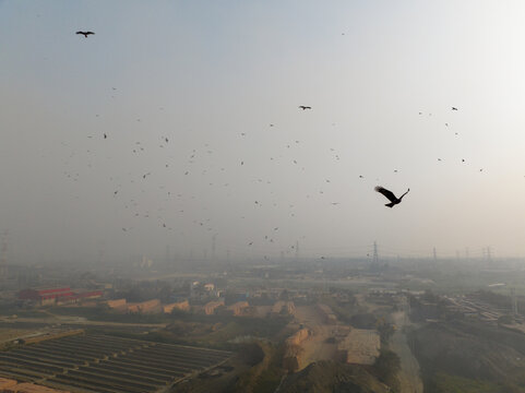 Aerial view of a flock of birds soaring gracefully above the landscape, contrasting with the muted tones of the sky, Aminbazar, Dhaka Division, Bangladesh.