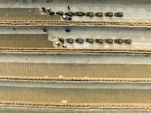 Aerial view of workers meticulously arranging bricks in long, parallel rows, creating a textured landscape of earthy tones and human activity, Aminbazar, Dhaka Division, Bangladesh.