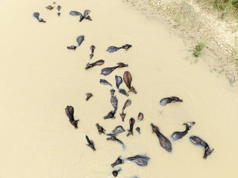 Aerial view of a herd of water buffaloes wading through the muddy, opaque water, forming dark shapes against the light-colored backdrop, Rajshahi, Rajshahi Division, Bangladesh.
