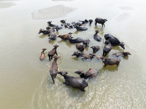 Aerial view of dark water buffalos wading through the shallow, muddy river waters, Rajshahi, Rajshahi Division, Bangladesh.