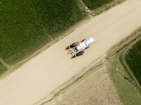 Aerial view of a bullock cart trudges along a dusty path, flanked by fields of vibrant green and golden crops, Rajshahi, Rajshahi Division, Bangladesh.