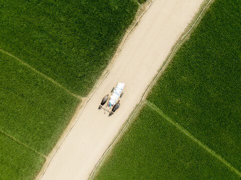 Aerial view of a bullock cart slowly traverses the path, a blend of rural life and agriculture, Rajshahi, Rajshahi Division, Bangladesh.