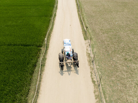 Aerial view of a pair of buffaloes drawing a cart down a dusty road between fields of verdant green and parched brown, Rajshahi, Rajshahi Division, Bangladesh.