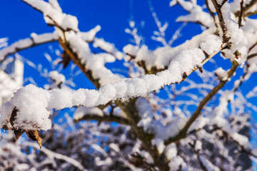 Beautiful view of snow covered cherry tree branches against background of blue sky. Sweden.