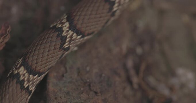 Macro closeup: Intricate chevron patterns and dark bands of a wild Common Kukri snake.