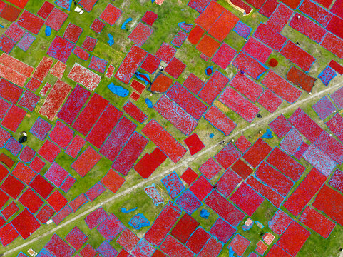 Aerial view of vibrant fields in a patchwork of deep reds and greens, creating a striking tapestry of color from above, Tentulia, Rangpur Division, Bangladesh.