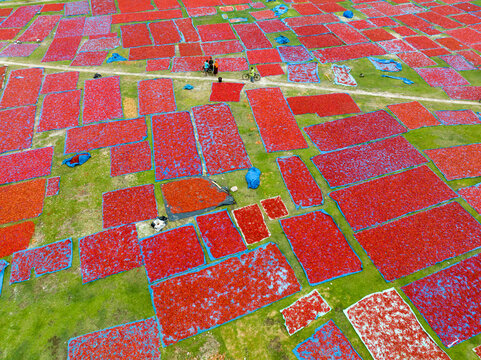 Aerial view of bright red chillies laid out to dry in geometric patterns across the verdant fields, creating a vibrant patchwork of color, Tentulia, Rangpur Division, Bangladesh.