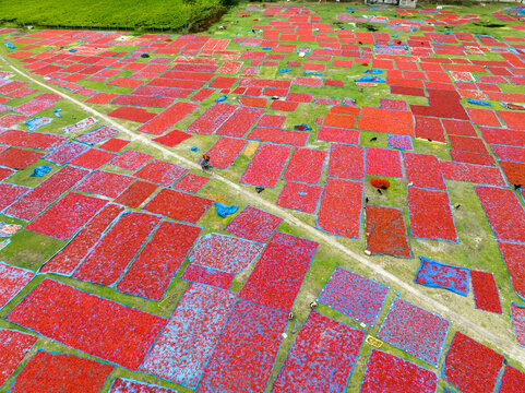 Aerial view of vibrant red chili peppers spread across green fields, creating a striking contrast of colors, Tentulia, Rangpur Division, Bangladesh.