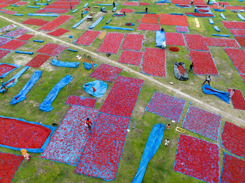 Aerial view of vivid red chilies drying on blue tarps create a striking geometric pattern across the green fields, Tentulia, Rangpur Division, Bangladesh.