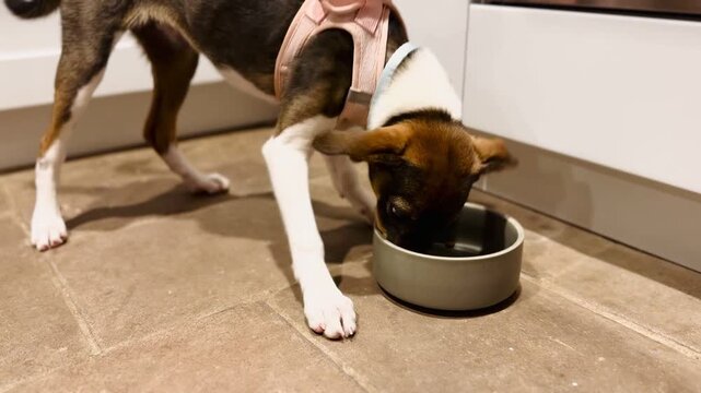 Adorable Brindle Puppy Wearing Harness Eagerly Eating from Bowl on Tiled Floor &mdash; Puppy Feeding Time Clip