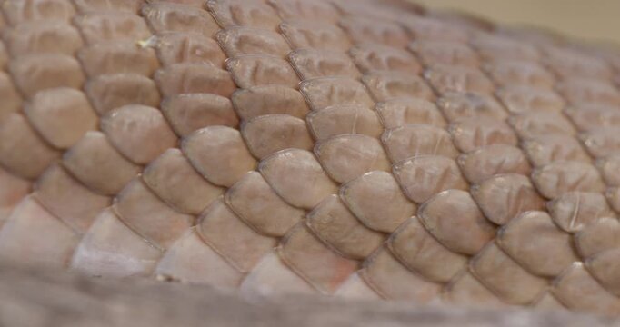 Closeup of a Forsten's Cat Snake moving ahead, showing detailed scale textures.