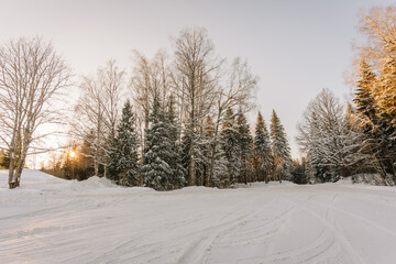 Fototapeta premium Snow-covered landscape with tall evergreen and deciduous trees under a clear sky during sunset, showcasing winter scenery in a tranquil natural setting