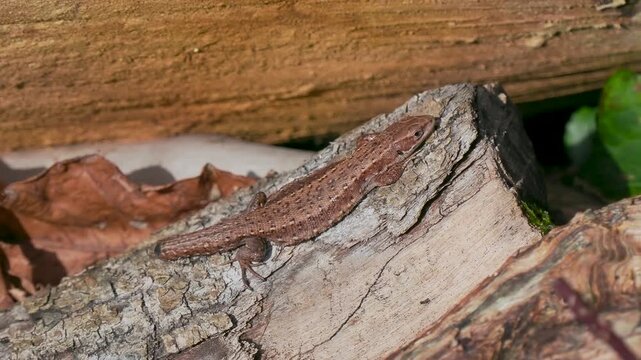 A Common Lizard Showing Tail Loss Sunbathing on a Sunny Winters Day
