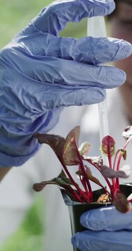 Hands, scientist and pipette on plant in farm for gmo food engineering, field trial and research. Biotech researcher, person and liquid fertilizer on beetroot for growth hormone or medical innovation