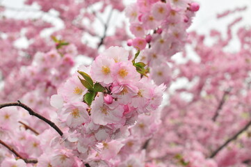 Fototapeta premium Pink sakura branch in full bloom surrounded by soft spring blossom canopy