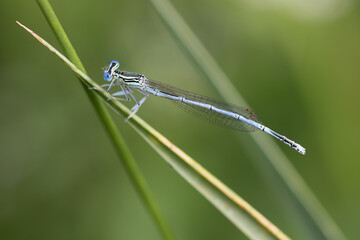 Featherlegs. White-Legged Damselfly (Platycnemis pennipes)