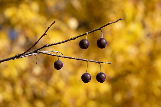 Celtis Occidentalis. Common Hackberry. Edible Fruit Tree