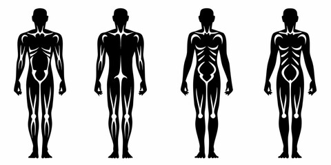 Four silhouetted figures displaying human muscular anatomy from the front