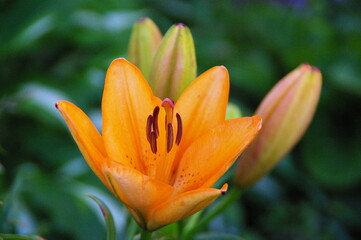 Obraz premium Orange lily flower blooming in summer garden with fresh green foliage