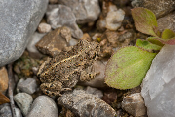 Dorsal aspect of a juvenile natterjack toad