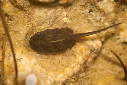 Tadpole of the natterjack toad