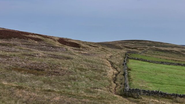 aerial view of high yorkshire moorland landscape with sheep grazing on rough grass at midgley moor in calderdale