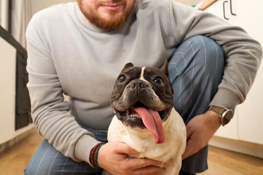 Caucasian young adult man crouching indoors holding French Bulldog with tongue out, both facing camera, man wearing wristwatch and bracelet, kitchen background visible