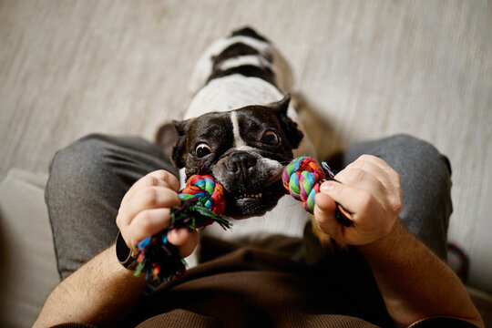 French Bulldog playing tug of war with Caucasian young adult man, dog gripping colorful rope toy with teeth, man holding both ends, indoor setting, playful interaction captured from above