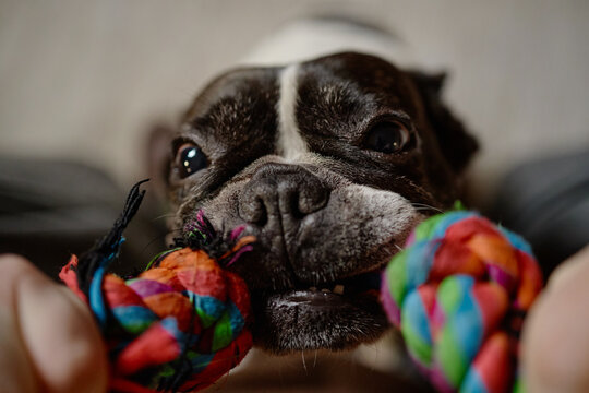 French Bulldog playing tug of war with colorful rope toy, gripping tightly with teeth, closeup of dog face showing playful expression, human hands holding toy, indoor setting