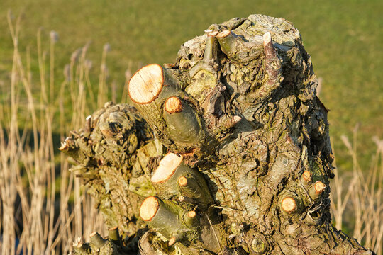 A bare pruned pollard willow along the side of a ditch near Holwerd Friesland The Netherlands in early spring.