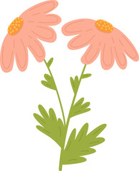 Fototapeta premium Flower Duo Botanical Drawing