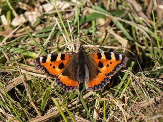 A Small Tortoishell Butterfly on a Sunny Winters Day
