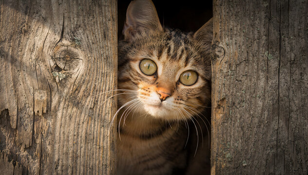 Curious Tabby Feline with Striking Green Eyes Glimpsing Through Rustic Wooden Planks, Bathed in Soft Sunlight, Evoking Warmth and Intrigue