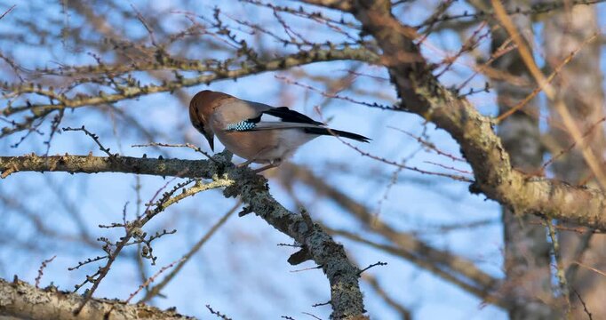 eurasian jay feeding on branch
