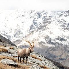 Single Ibex Pauses On Rock Outcropping With Fresh Snow In The Distance