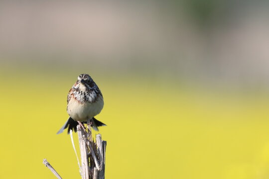 The chestnut-eared bunting (Emberiza fucata), also called grey-headed bunting or grey-hooded bunting, with the latter name also used for grey-necked bunting, is a passerine bird in the bunting family 