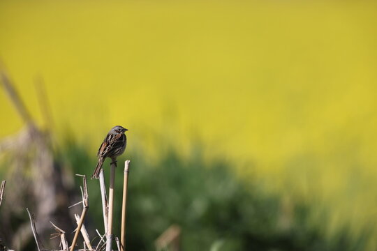 The chestnut-eared bunting (Emberiza fucata), also called grey-headed bunting or grey-hooded bunting, with the latter name also used for grey-necked bunting, is a passerine bird in the bunting family 