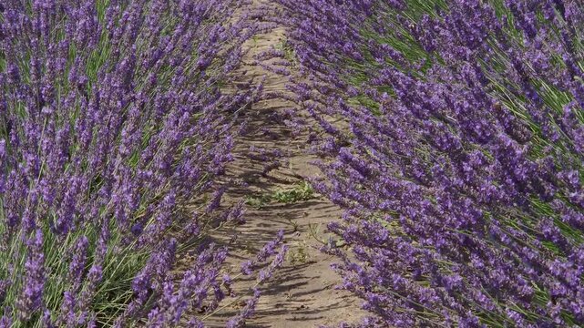 Stems of blooming lavender in sunny windy day, close-up