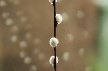 Close-up of a pussy willow stem with delicate buds and reflections in the window in the background © Scorby