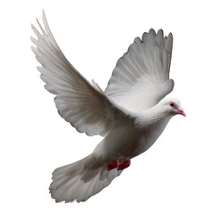 Dove in Flight: A Symbol of Peace