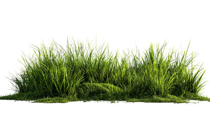 Verdant Turf: Lush Green Grass Clump on Black Backdrop