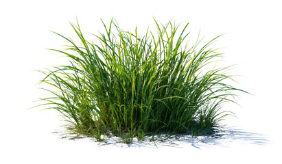 Clump of Verdant Grass Lit by Sun on Black Backdrop. Lush blades catch light, isolated, adding natural feel
