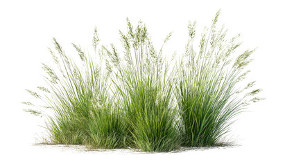 Lush Pampas Grass Cluster on Black