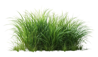 Verdant Tufts: Lush Green Grass Against Black Backdrop, a Natural Harmony of Colors.